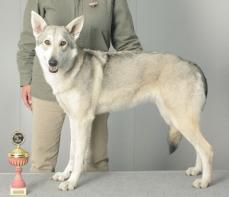 Saarloos Wolfshund - Saarlooswolfhond